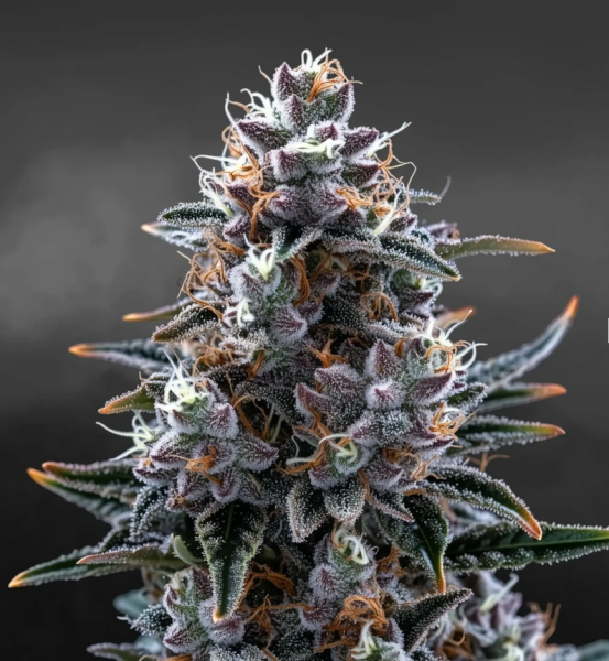 Samen 3x Mimosa Automatik Nordkraut